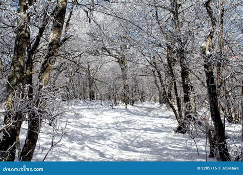 Winter Wonderland Stock Photo Image Of Forest National 2285716
