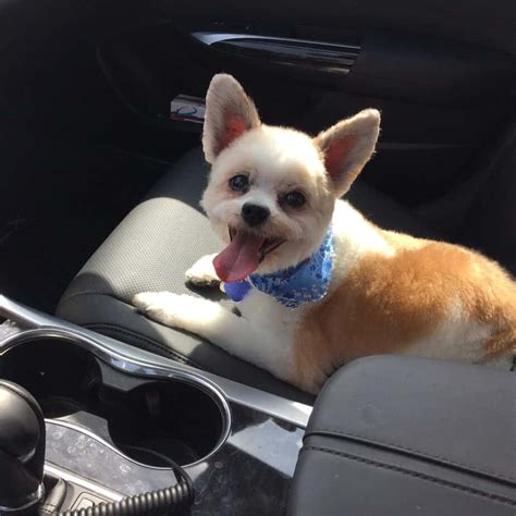 List of papillon mix breed dogs. Papillon Mix Breed Dogs | 47+ Adorable Papillon Mixes With ...
