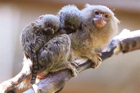 Worlds Smallest Monkey Pygmy Marmoset Gives Birth To 15g Twins At Nsw