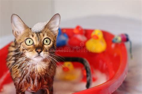 Funny Cat Taking A Bath Stock Photo Image Of Bengal 115798900