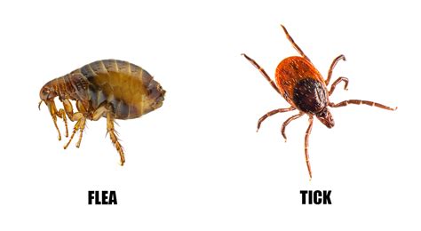 Fleas Vs Ticks Fleas And Ticks