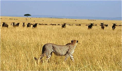 Threatened Cheetah In Its Natural Habitat Baby Animals Animals
