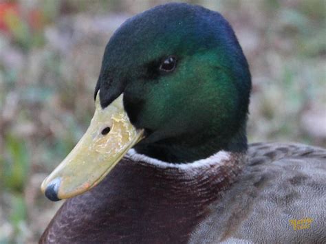 Mallard Duck Face Photograph By Gary Canant