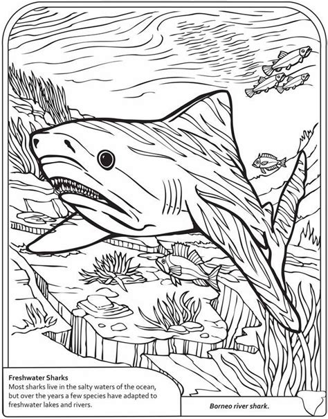 618x800 shark coloring book pages coloring pages shark coloring pages. dover sharks to coloring - Pesquisa Google | Shark ...