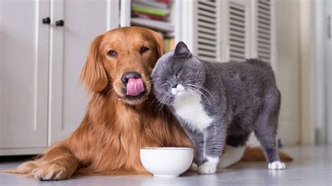 Mascotas Tips Y Recomendaciones Para Dueños Primerizos De Gatos Y Perros