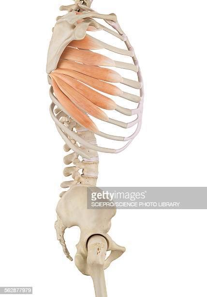 Chest Muscle Anatomy Photos And Premium High Res Pictures Getty Images