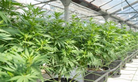 Auto Flowering Cannabis Strains Guide