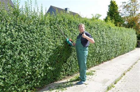 Gartenliebhaber legen wert auf eine gepflegte gestaltung ihres naturparadieses. Wann darf man seine Hecke schneiden? | renovieren.net