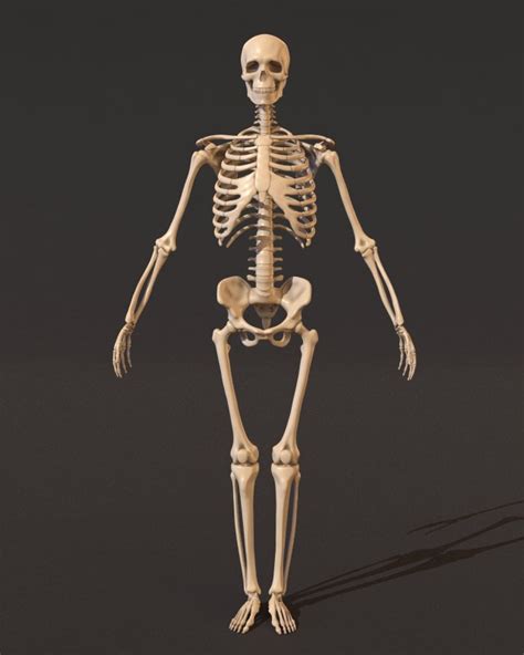 Human Skeleton 3d Model In Anatomy 3dexport