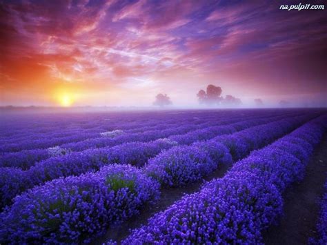 Aesthetic Lavender Wallpapers Wallpaper Cave