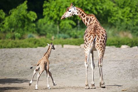 Giraffe Dublin Zoo