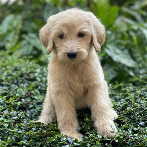 Mini Goldendoodle Sold Puppies For Sale Waggs To Riches