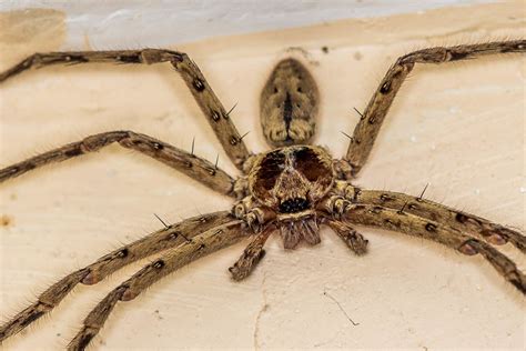 Heres A Huge Huntsman Spider In The Philippines For Yall Fm Forums