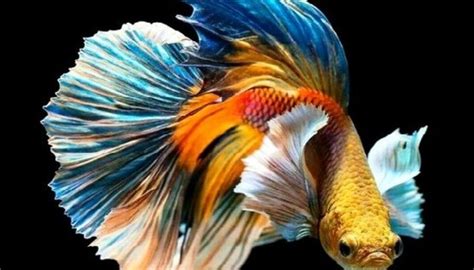 Top Terbaru Carikan Gambar Ikan Cupang Untuk Mempercantik Rumah