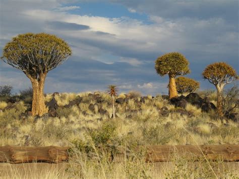 Top 10 Largest Deserts In The World Infos 10