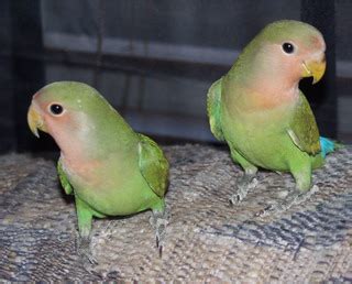 What are the best birds to have as pets? Best bird as pet for kids and beginners