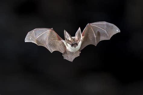 Educational Facts About The Virginia Bat Virginia Bat Pros
