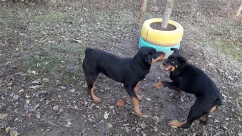 Find rottweiler puppies for sale with pictures from reputable rottweiler breeders. PLAYING TWO PUPPY ROTTWEILER FEMALE - YouTube