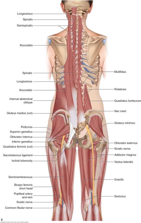 As you can see, there are many hip muscles. Five Muscles of Sacroiliac Stabilization - Part 3 - Hamstrings