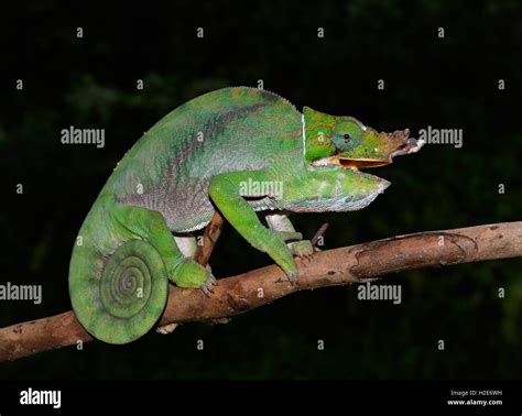 Two Banded Chameleon Hi Res Stock Photography And Images Alamy