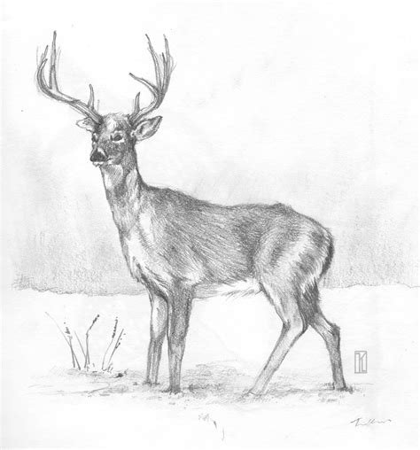 Learn how you can draw different animals step by step. Inside Days: Sketches - Animals