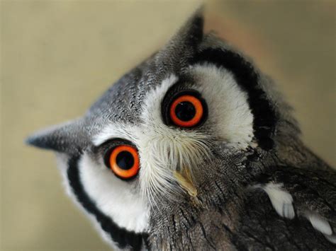 Cute Baby Owl Hd Desktop Wallpaper Widescreen High Definition