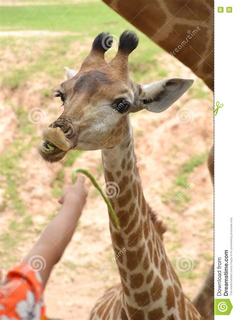 Little Giraffe Stock Image Image Of Stand Standing