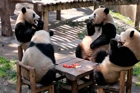 Zoos Panda Party
