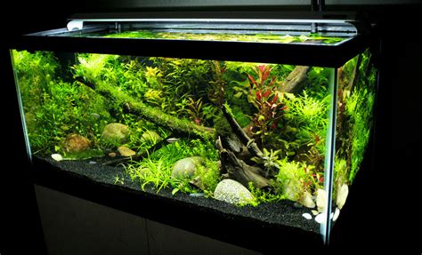 Best Fish Tank Ideas For A 40 Gallon Breeder Aquarium