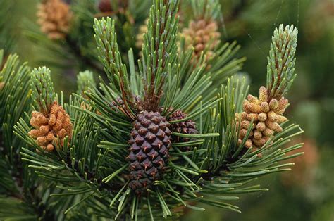 How to Grow and Care for Lodgepole Pine