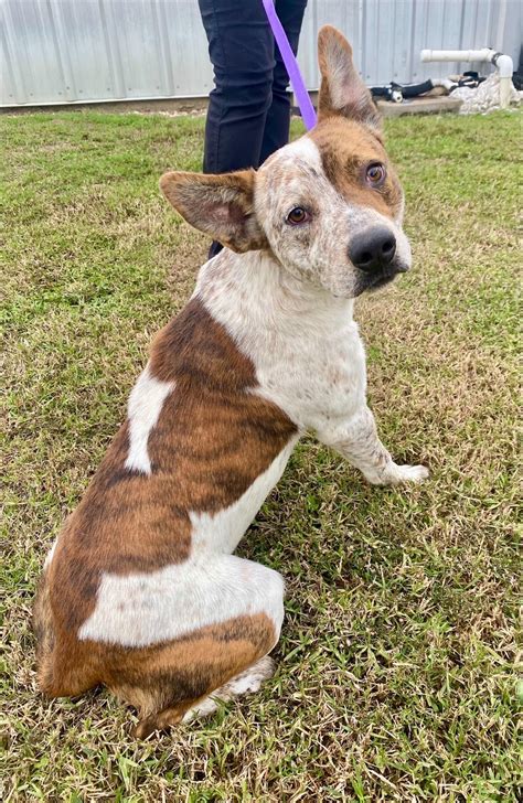 Calcasieu Parish Animal Services