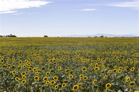 Sunflower Wave In A Yellow Ocean Stock Image Image Of Summer