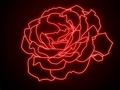 Glowing Color Roses Wallpaper 18995652 Fanpop