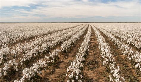 Best Cotton Plantation Stock Photos Pictures And Royalty Free Images