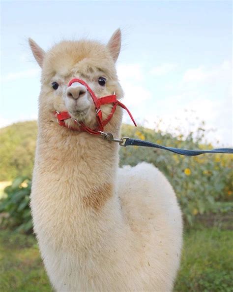 Pin By Phoebe Winchester On Alpacas And Llamas In 2022 Llama Alpaca