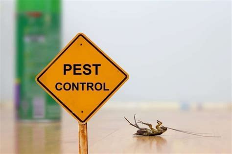 How To Prevent An Infestation Pointe Pest Control Chicago Pest