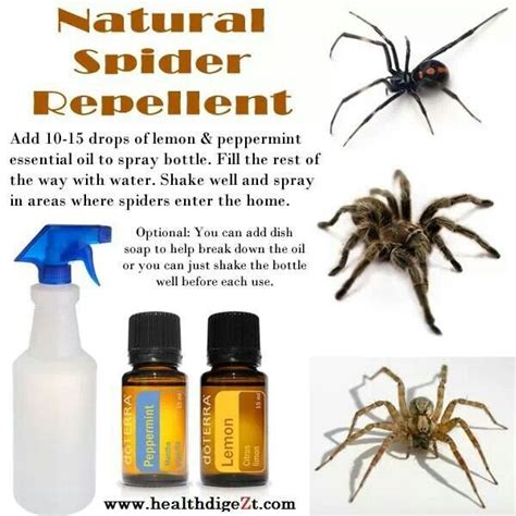 Natural Spider Repellent Using Lemon And Peppermint Essential Oil