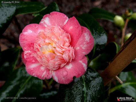 Camélia Baby Sis Pink Camellia Japonica Mon Petit