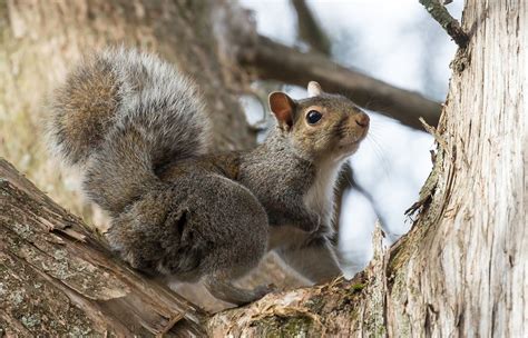 Eastern Grey Squirrel Wildlifenyc