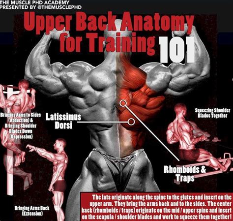 Upper Back Anatomy For Training Back Exercises Anatomy Hip Thrust