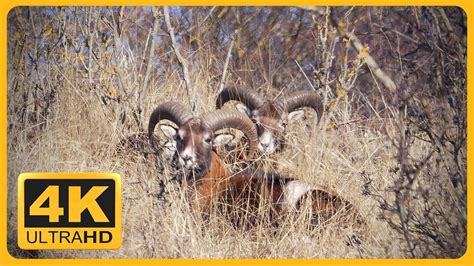 European Mouflon Rams Ovis Musimon Youtube