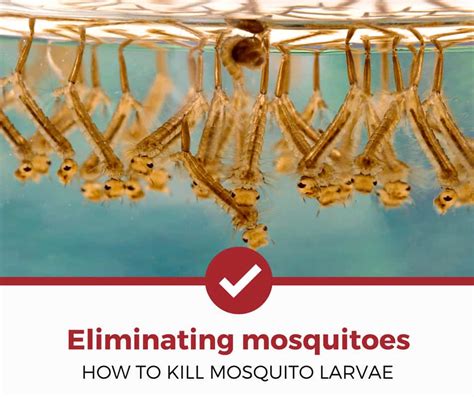 A natural history of animals in the home. How to Find and Kill Mosquito Larvae? (*Detailed Guide ...