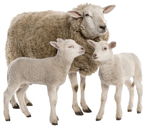 Sheep Png Cartoon Cute Sheep Indian Sheep Png Images Free