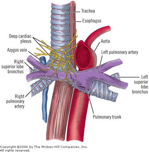 Deep Cardiac Plexus Plexus Products Cardiac Anatomy And Physiology