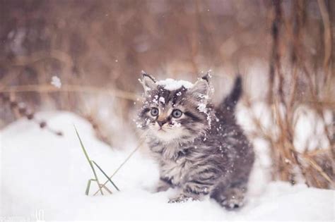 Its So Cold Brrr Cute Snow Funny White Cat Kitten Animal