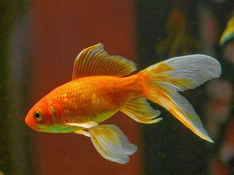 Interesting And Colorful Facts About Goldfish Animal Encyclopedia