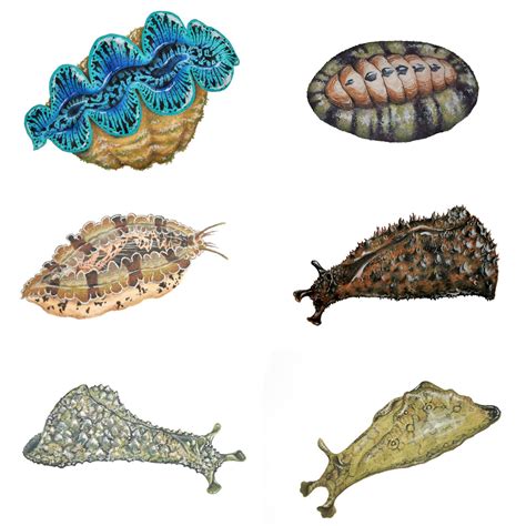 45 Hilarious Mantle Mollusc Puns Punstoppable 🛑