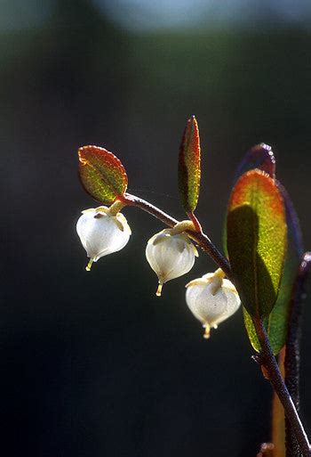 Cassandra Flower Essence Chamaedaphne Calyculata Alaskan Essences