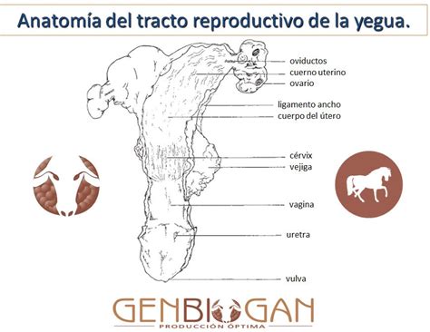 Anatomía Y Fisiología Del Aparato Genital De La Yegua