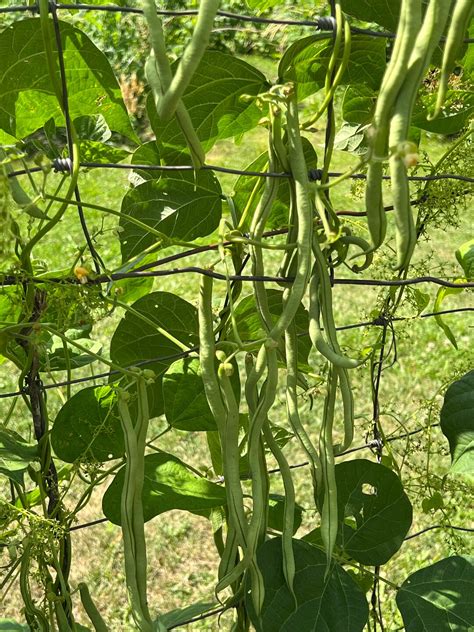 20 French Fortex Pole Bean Seeds A01 Etsy